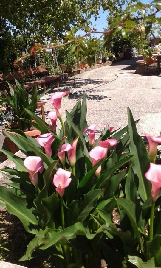 B&B Passo Del Falco Sorianello ภายนอก รูปภาพ
